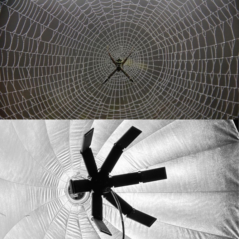 REDBACK or MOZZIE accessory - HUDSON SPIDER + Westcott 7' Umbrella 3 Pack